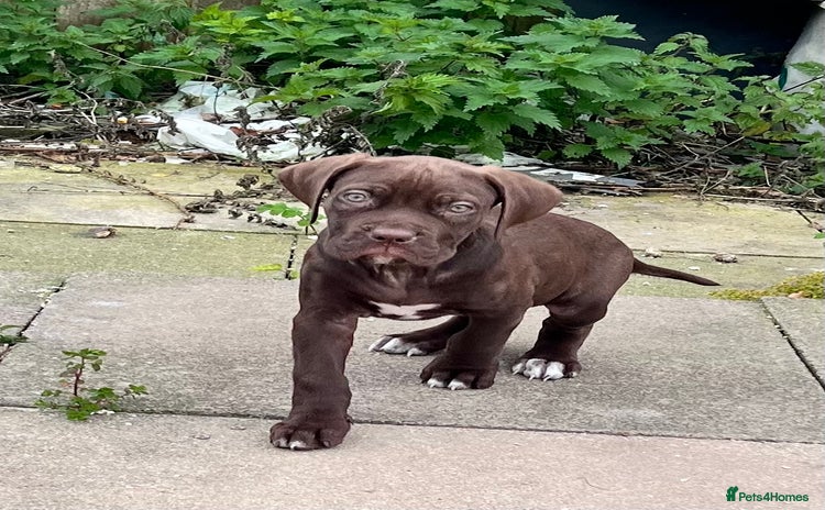 Cane Corso dogs - Advert 2