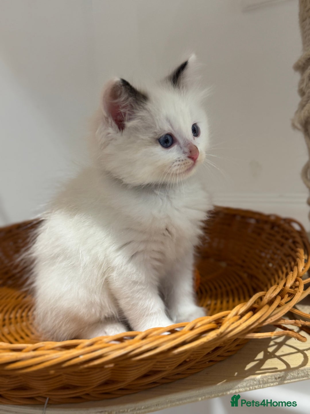 Ragdoll cats for sale: Fluffy pure Ragdoll boys looking for 5 star home  - Image 15