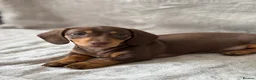 Miniature Dachshund dogs for sale: Chocolate and tan short haired mini dachshund  - Advert 6