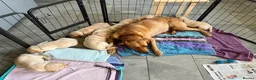 Labrador Retriever dogs for sale: Fox Red/Yellow working line Labrador puppies - Advert 6