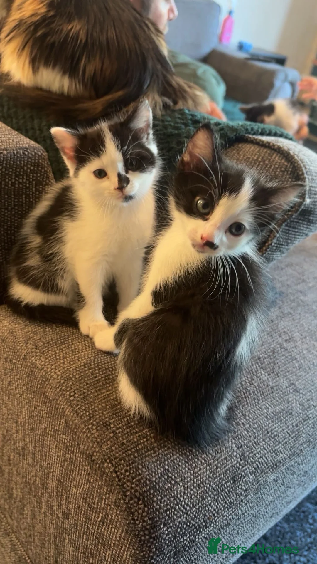 Mixed Breed cats for sale: Beautiful little of black and white fluffy kittens - Advert 1