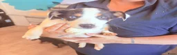 Mixed Breed dogs for sale: Border collie x Hunterway puppies in Crieff - Advert 6