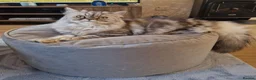 Persian cats for sale: Persian Boy  - Advert 1