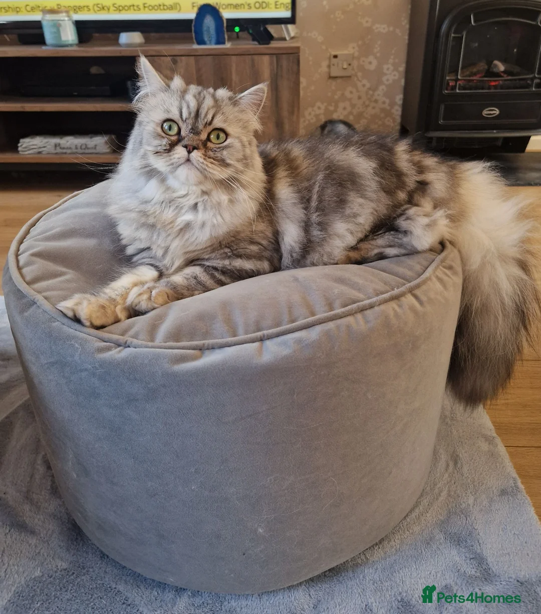 Persian cats for sale: Persian Boy  - Advert 1