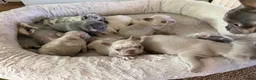 French Bulldog dogs for sale: 5 weeks old french bulldog puppies for sale - Advert 4