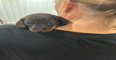 Dachshund dogs - Advert 12