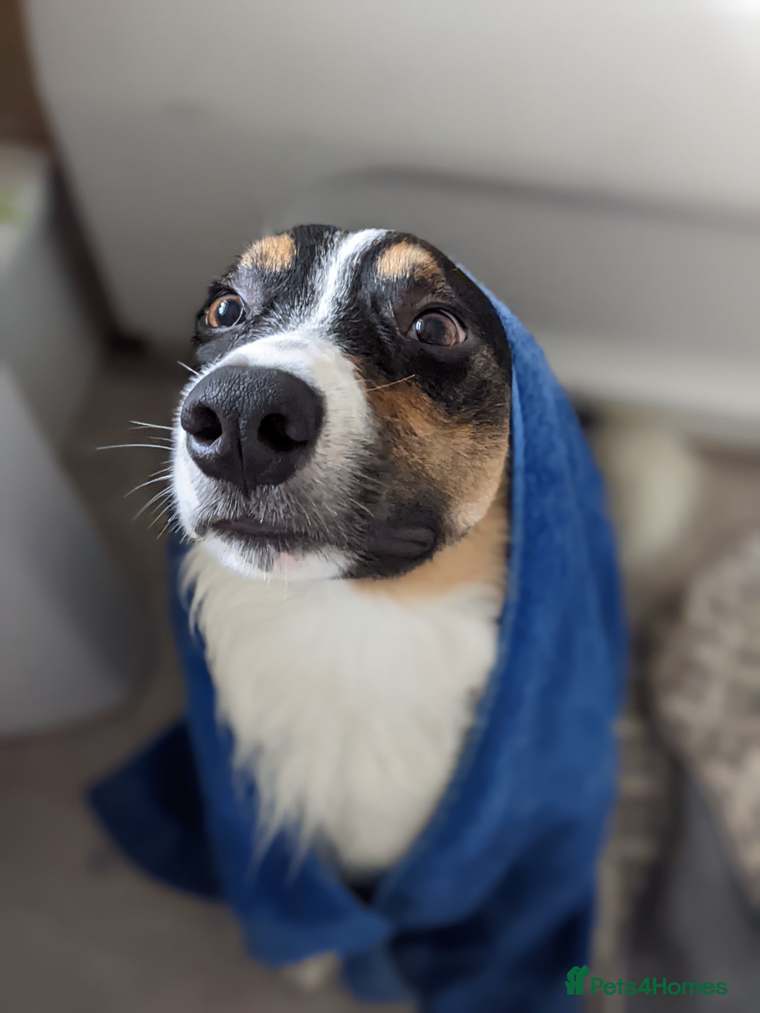 Border Collie dogs *Experience border collie home wanted* - Advert 2