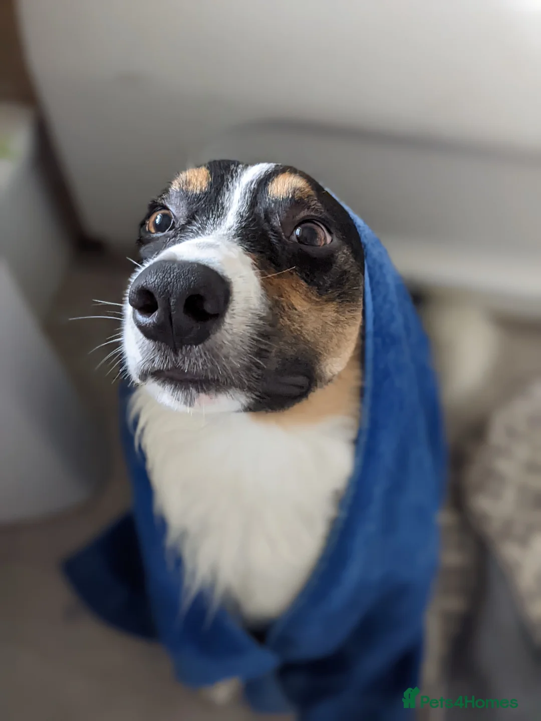 Border Collie dogs for sale: *Experience border collie home wanted* in Weston-super-Mare - Advert 1