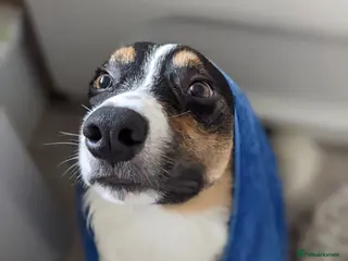 Border Collie dogs *Experience border collie home wanted* - Advert 2