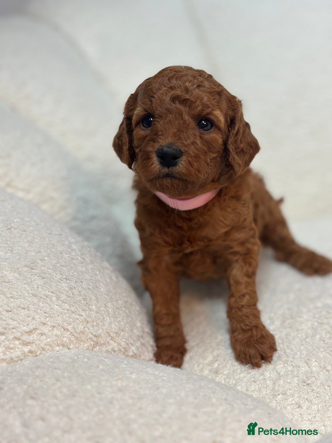 Goldendoodle dogs for sale: Red MINI Goldendoodle Puppies Hypoallergenic & DNA - Advert 28