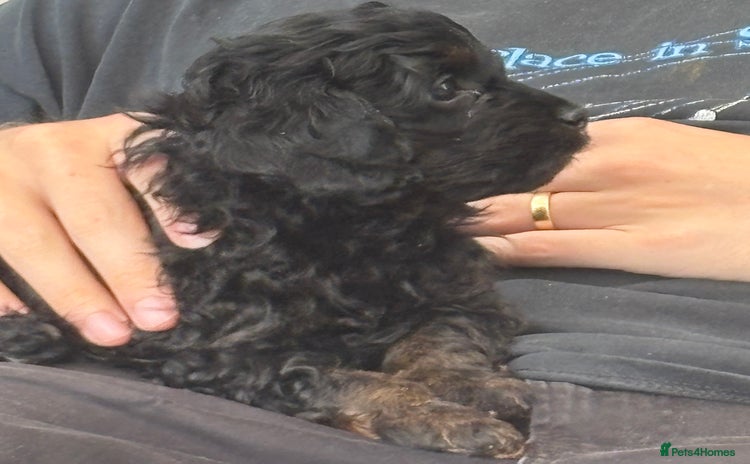 Cavapoo dogs - Advert 13