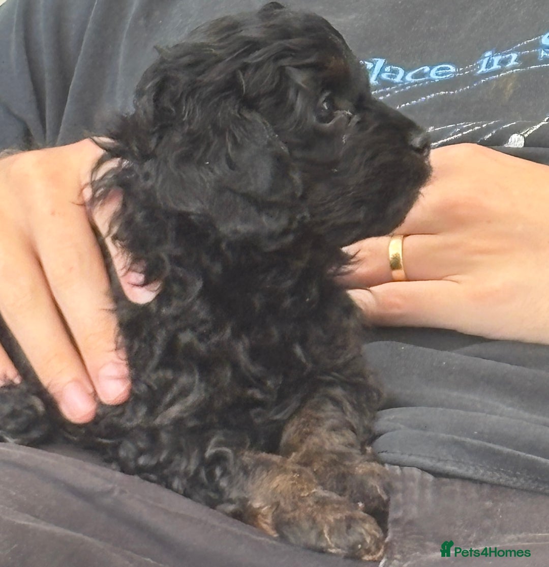Cavapoo dogs for sale: LAST Black (tan paws/muzzle) F1 Cavapoo Dog Puppy - Image 1