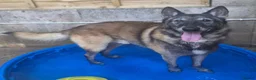 Belgian Shepherd Dog dogs for adoption: BARRY - Older Shepherd - Advert 6
