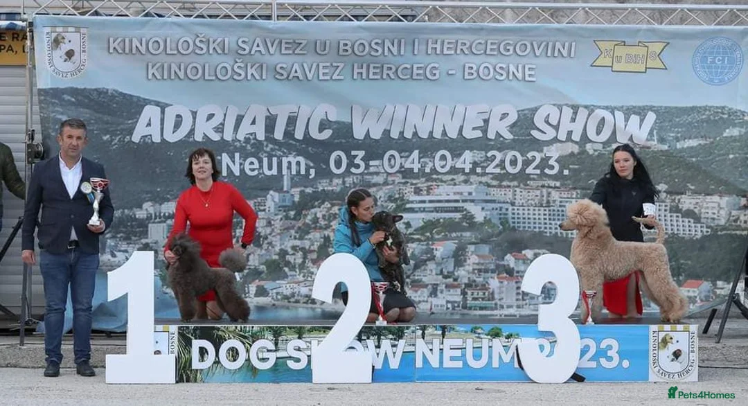 French Bulldog dogs for stud: International Champion French Bulldog For Stud - Advert 4