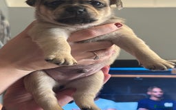 Mixed Breed dogs for sale: French Bulldog/Manchester Terrier hybrid. - Image 17