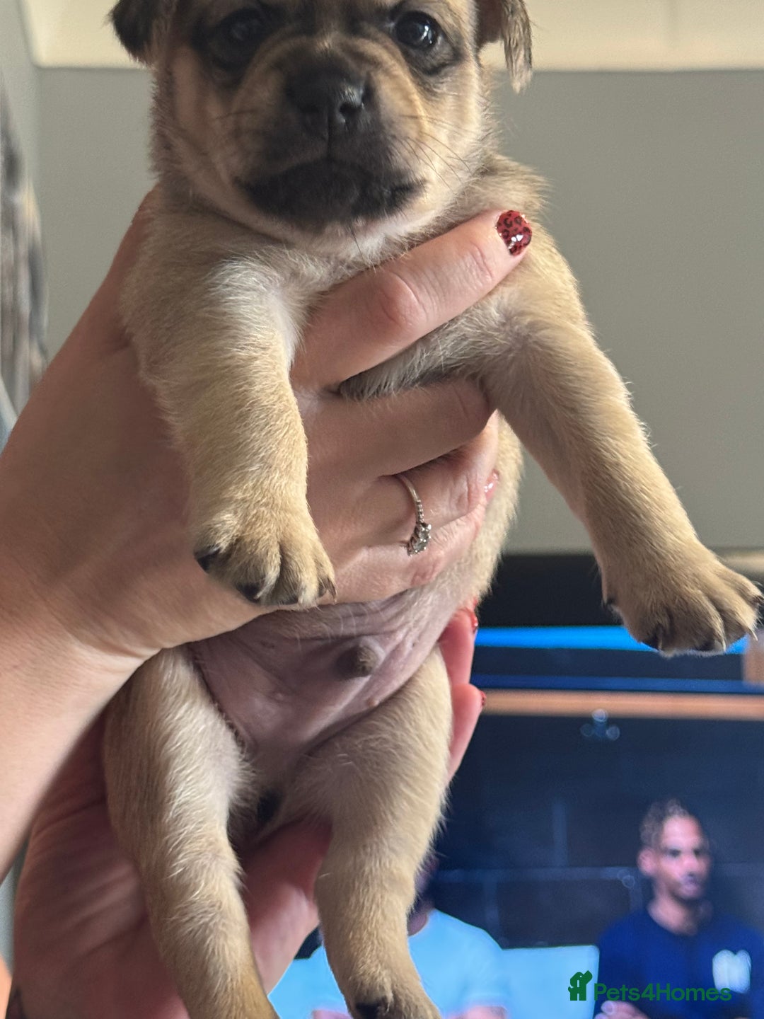 Mixed Breed dogs for sale: French Bulldog/Manchester Terrier hybrid. - Image 17