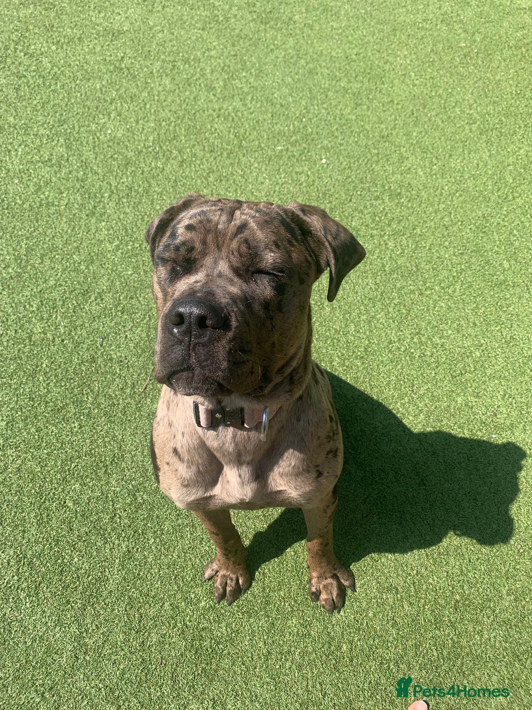 Cane Corso dogs for sale: Cane corso - Advert 12