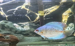 Discus fish for sale: Discus  - Image 3