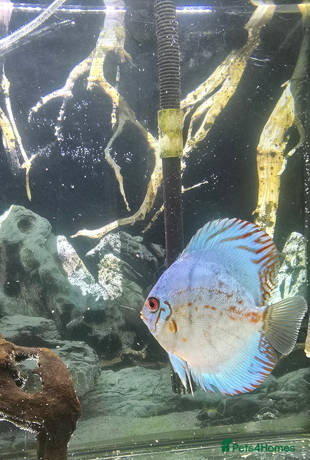 Discus fish for sale: Discus  - Image 3