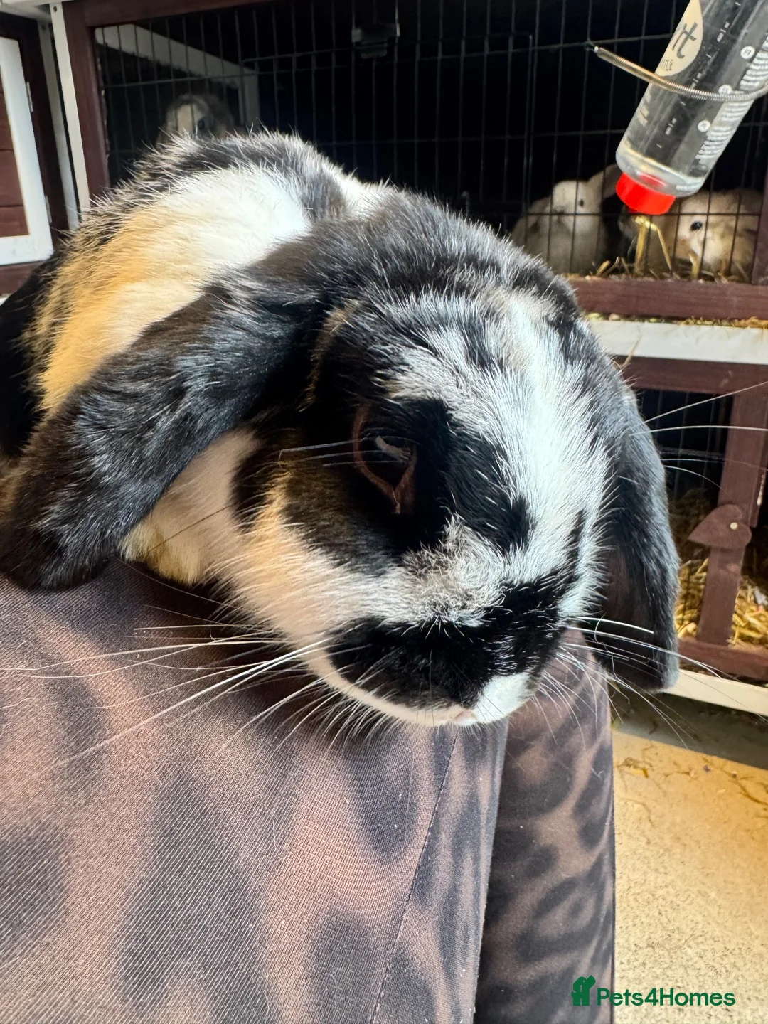 Mini Lop rabbits for sale: Mini Lop Doe - Advert 4