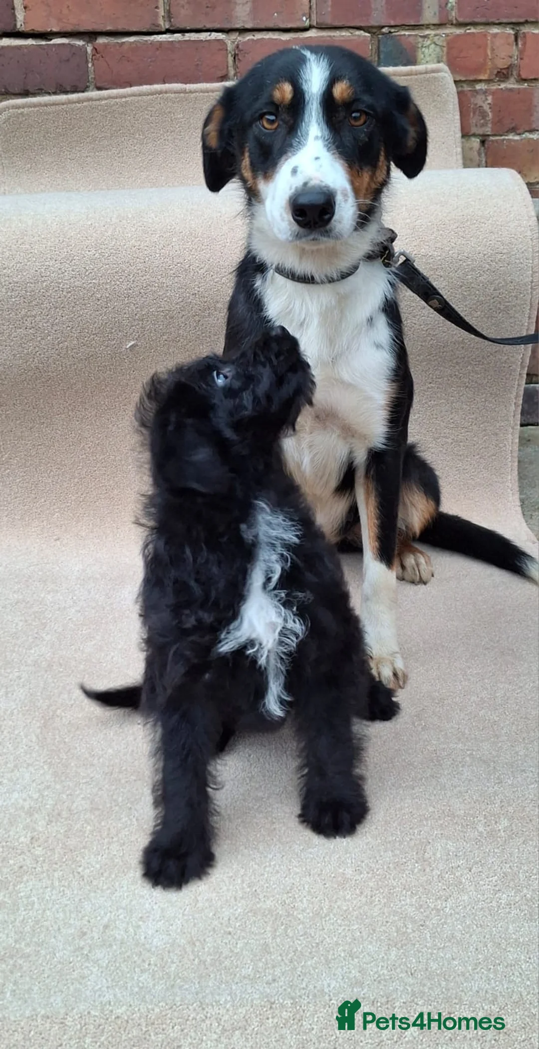 Bordoodle dogs for sale: Bordoodle puppy - Advert 7