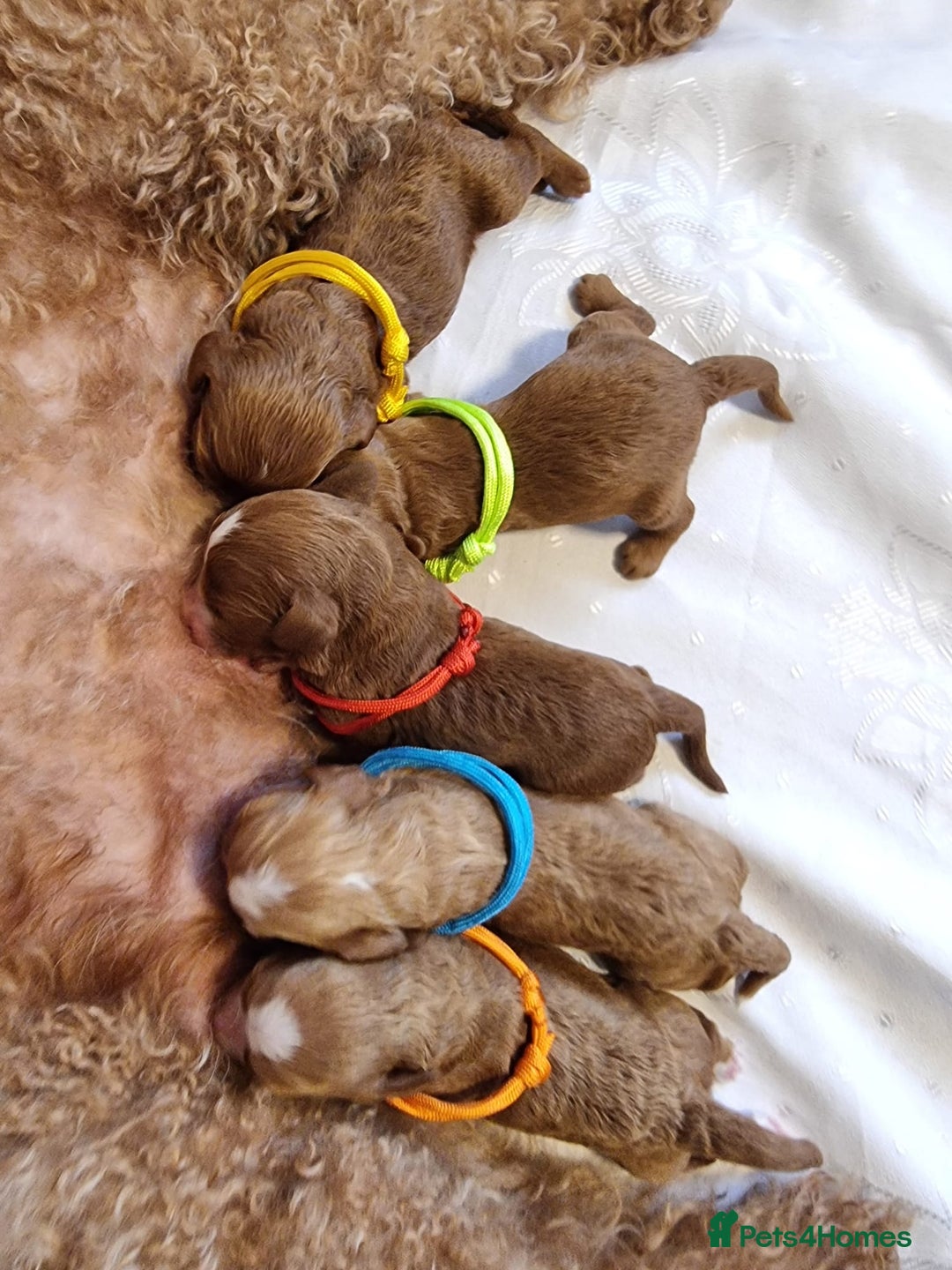Cavapoo dogs for sale: Stunning F1 Cavapoo puppies, DNA tested parents  - Image 3