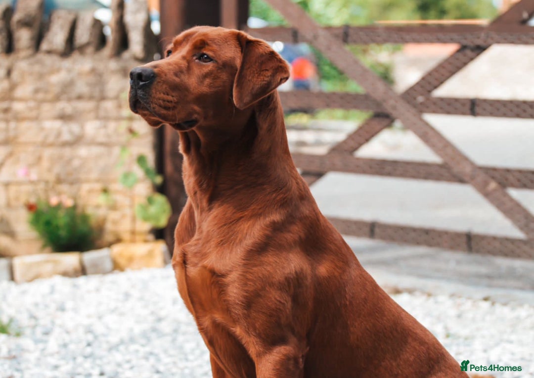 Labrador Retriever dogs for sale: Outstanding dark fox red Lab pups from FTCH lines - Image 9
