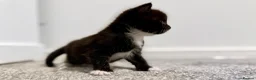 Turkish Angora cats for sale: 1 REMAINING Beautiful TurkishAngora Cross Kittens  - Advert 20