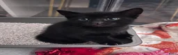 Domestic Shorthair cats for sale: 2 Males left! Black kittens ready 24th June!  - Advert 4