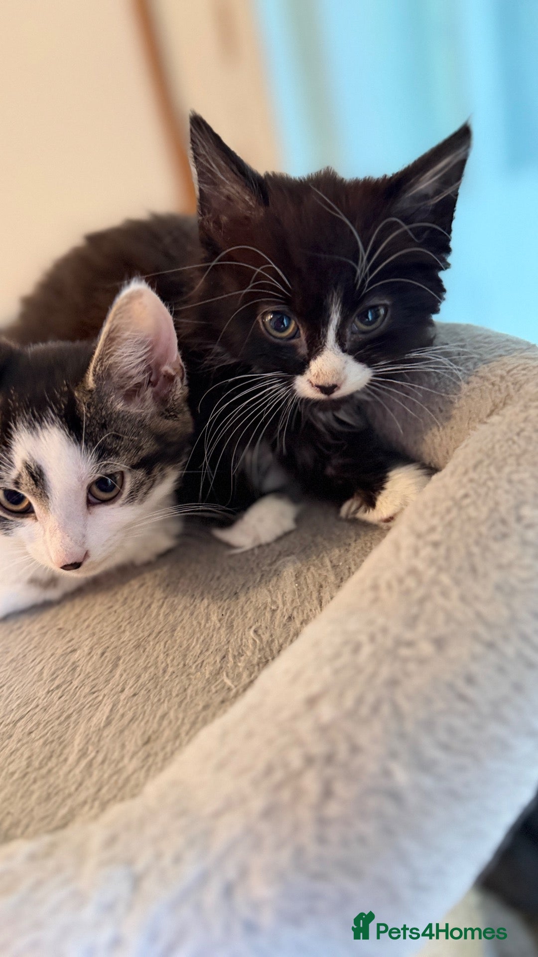 Mixed Breed cats for sale: Tabby kittens, litter trained and healthy. - Advert 1