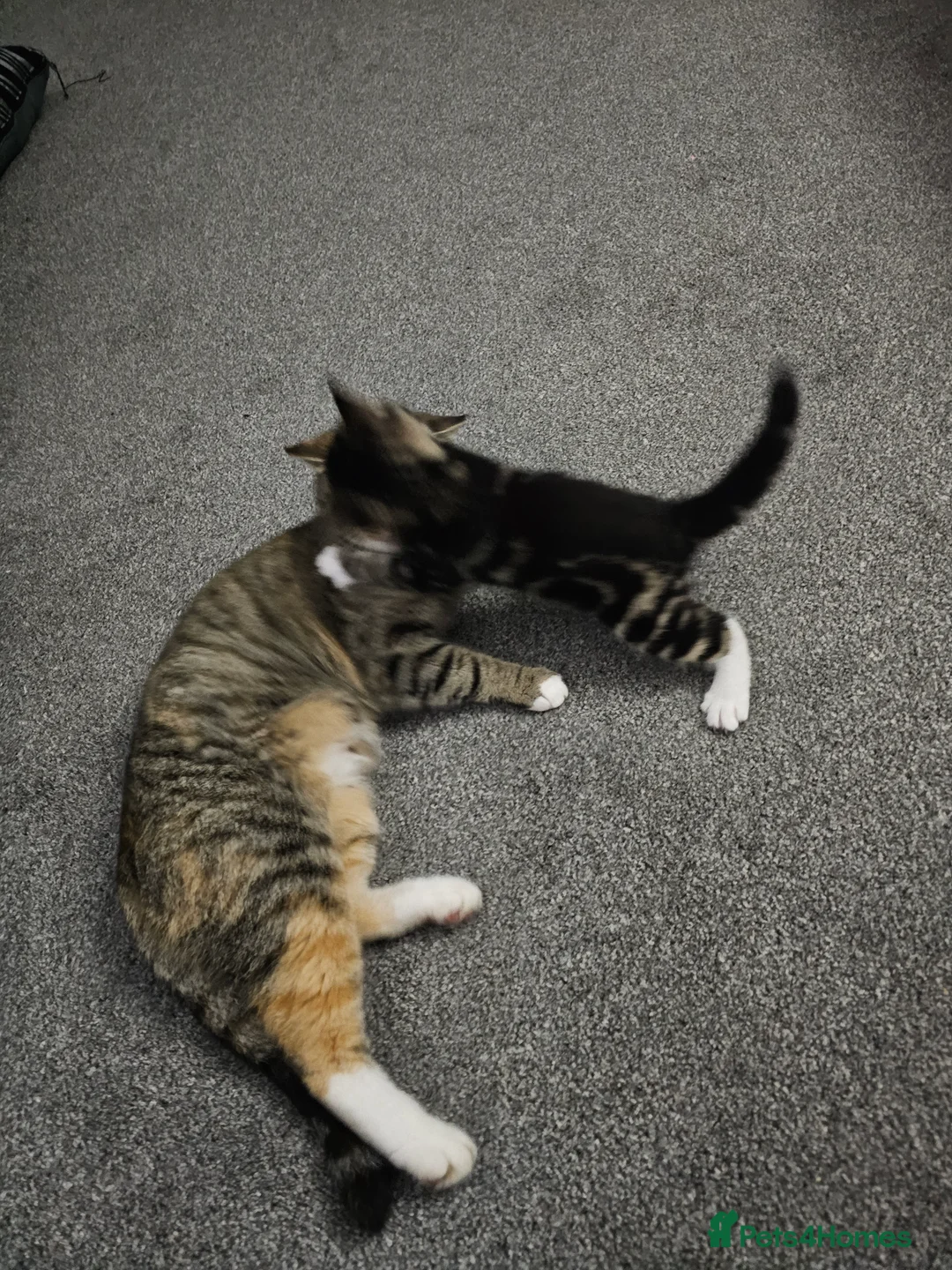 Mixed Breed cats for sale: Female tabby kitten  - Advert 13