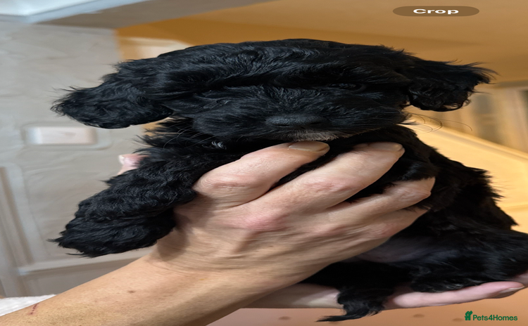 Cockapoo dogs Beautiful litter of f2 Cockapoo puppies  - Advert 15