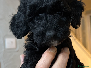 Cockapoo dogs Beautiful litter of f2 Cockapoo puppies - Advert 16