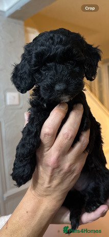 Cockapoo dogs Beautiful litter of f2 Cockapoo puppies - Advert 15