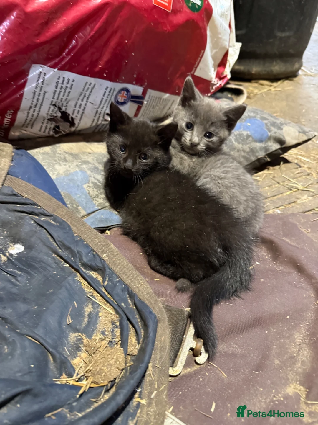 Mixed Breed cats for sale: Farm kittens for sale  - Advert 1