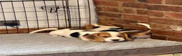 Beagle dogs for sale: Gorgeous KC registered Beagle Pups - Advert 8