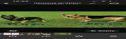 German Shepherd dogs for sale: German shepherd  - Advert 5