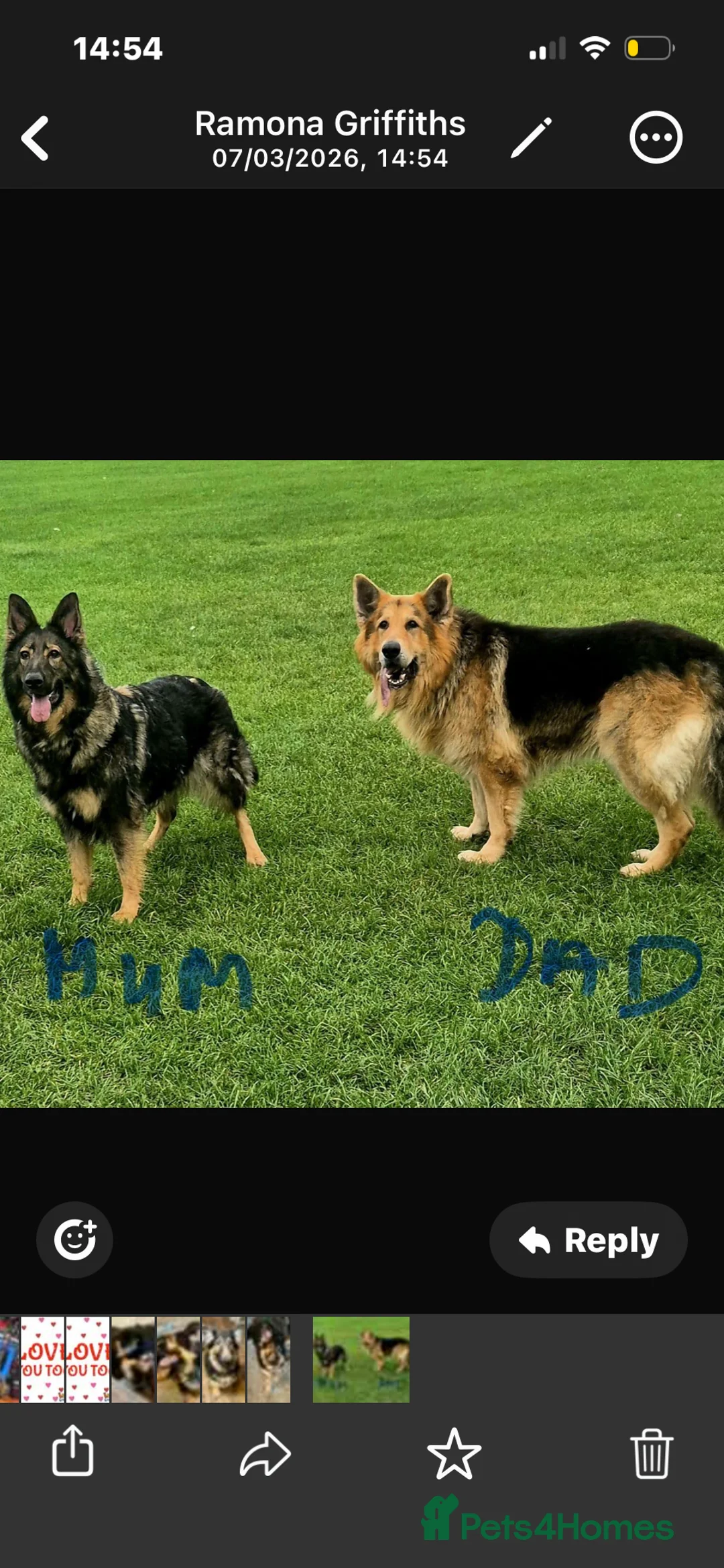 German Shepherd dogs for sale: German shepherd  - Advert 5