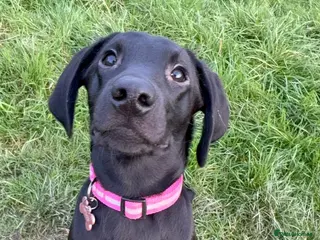 Labrador Retriever dogs Beautiful labradore 7 months old - Advert 1
