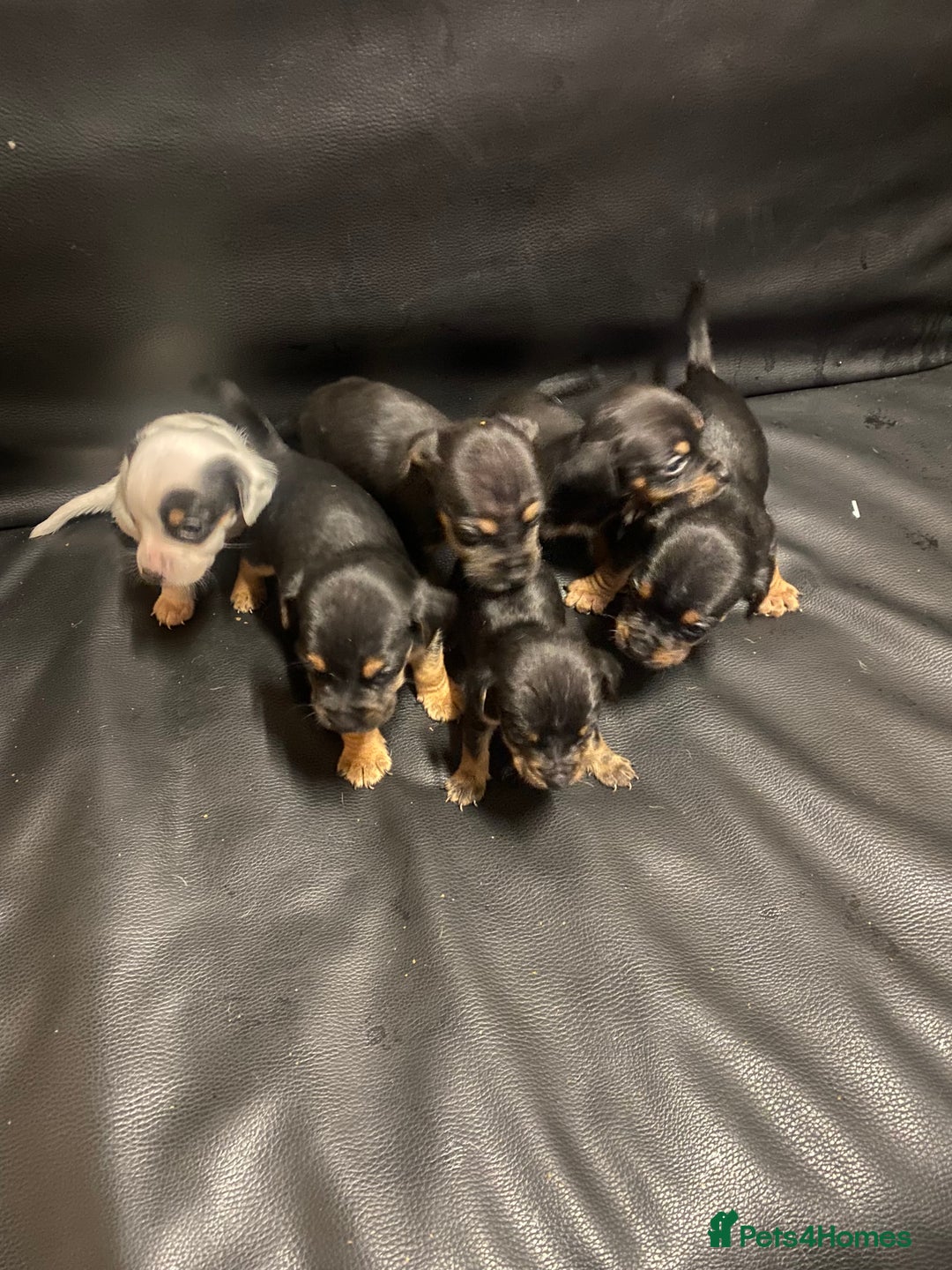 Jack Russell dogs for sale: 6 Jack Russell puppy’s  - Advert 5