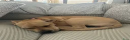 Mixed Breed dogs for sale: Honey 🍯 cane corso x staff - Advert 3