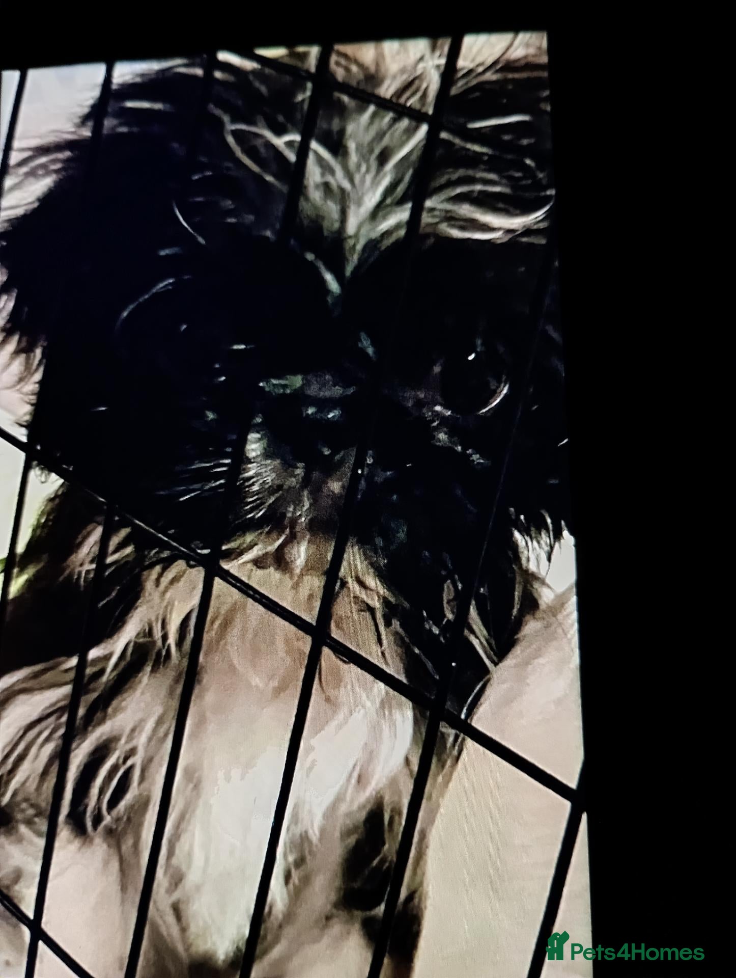 Mixed Breed dogs Lovely litter of shihtzu X pug boy puppies  - Advert 14