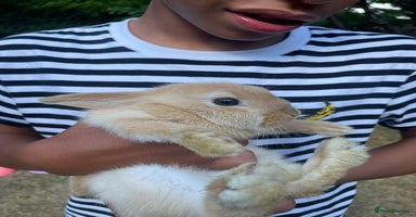 Mini Lop rabbits - Advert 6