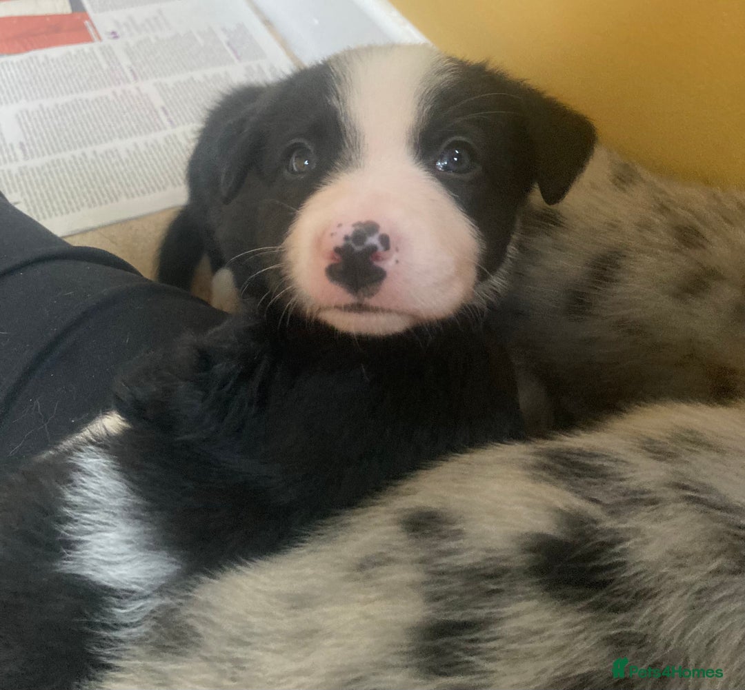 Border Collie dogs for sale: Border Collie Pups Merle, Tri-colour & Blk/wht - Image 30