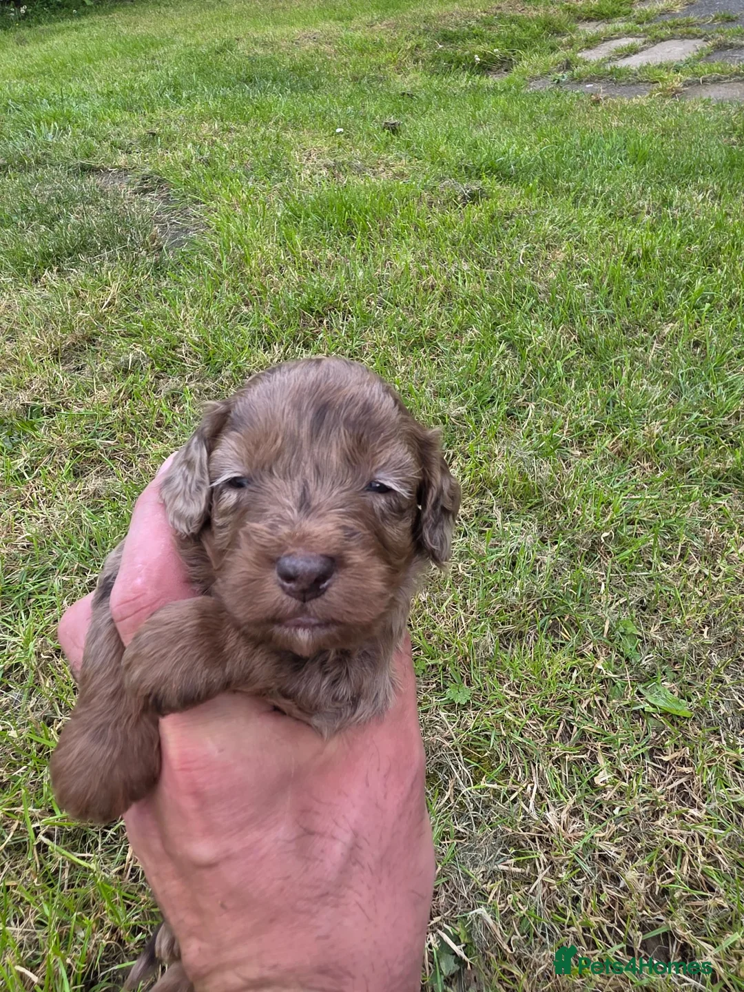 Cockapoo dogs for sale: F1 toy cockerpoo - Advert 7