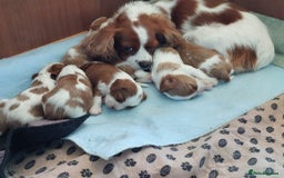 Cavalier King Charles Spaniel dogs for sale: Outstanding Cavalier King Charles Puppies  - Image 6