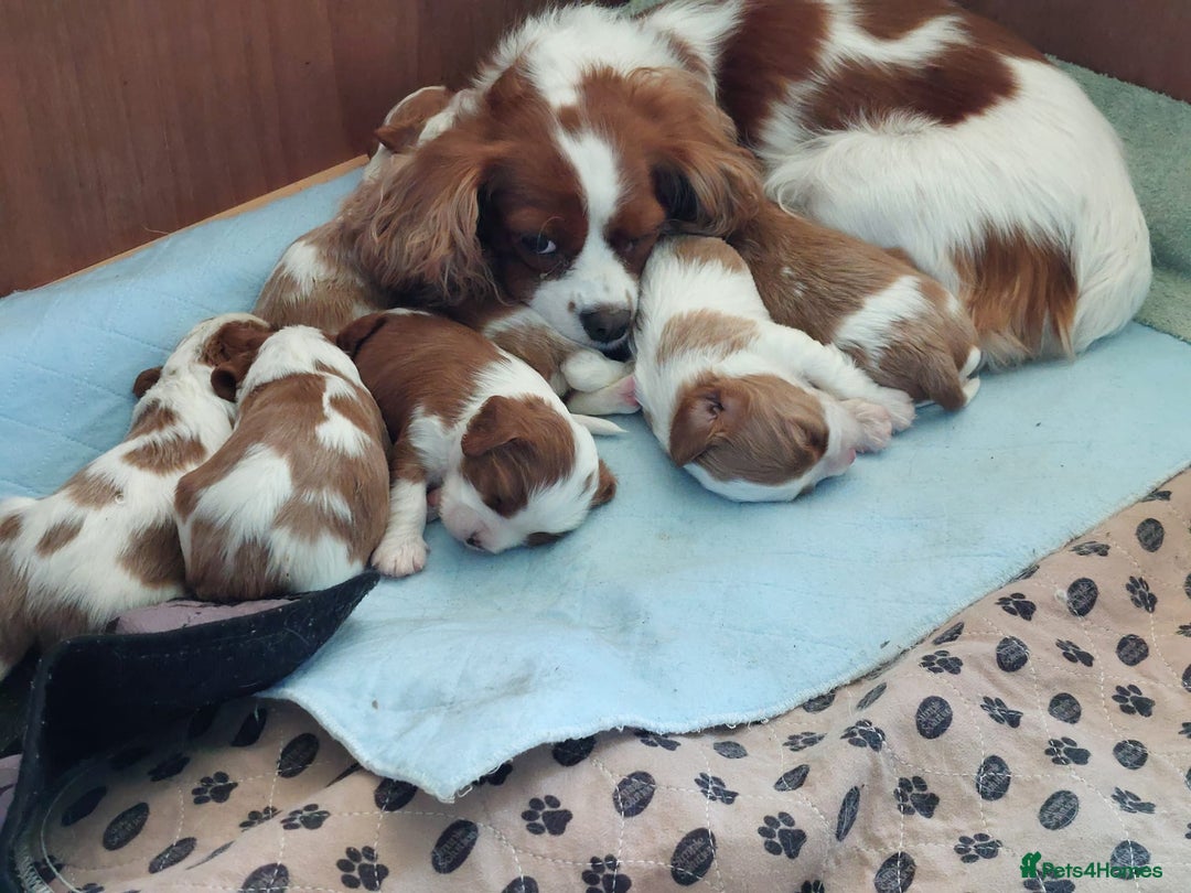 Cavalier King Charles Spaniel dogs for sale: Outstanding Cavalier King Charles Puppies  - Image 6