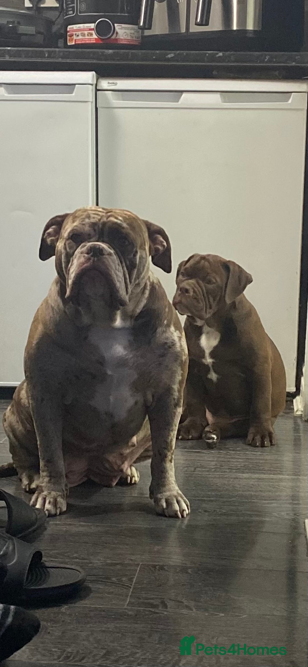Old Tyme Bulldog dogs for sale: Chocolate male for sale  - Advert 4