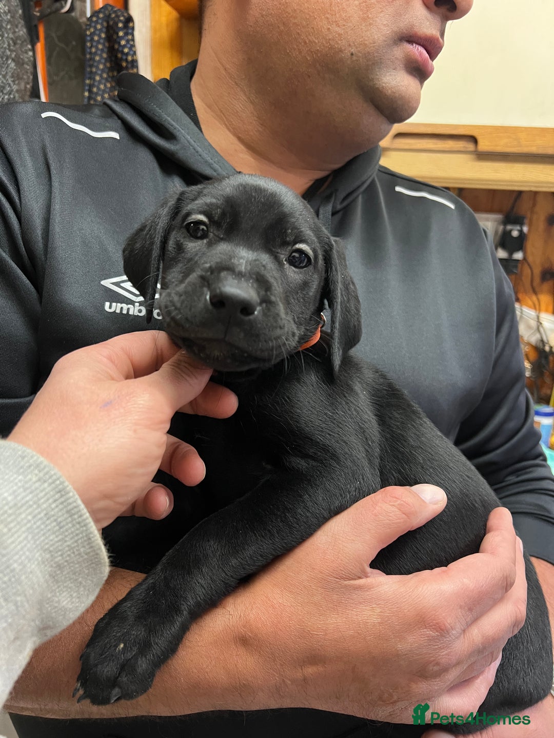 Labrador Retriever dogs for sale: Reduced Happy,Healthy,Beautiful Working Labrador  - Advert 17