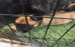 Belgian Shepherd Dog dogs for sale: Dutch shepherd/ Belgian malinois  - Image 9